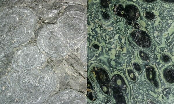 Left: Stromatolites (Hoyt Limestone, Upper Cambrian, New York, USA)  Right: Polished kambaba jasper